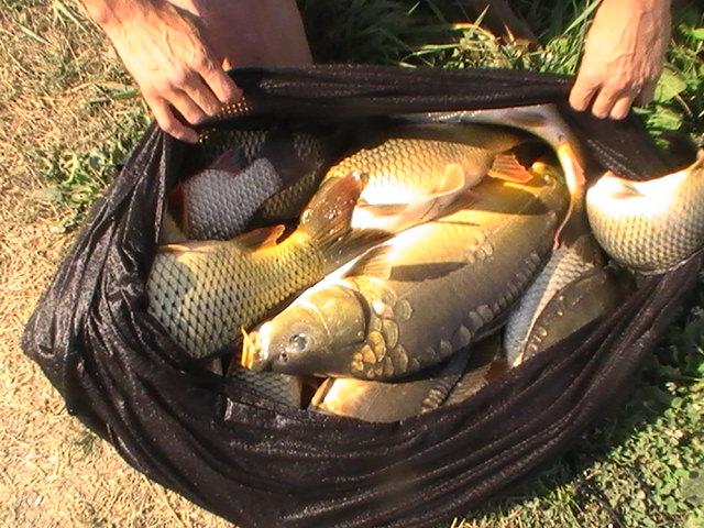 pestiiiiiiiiiiii - pic3815.JPG